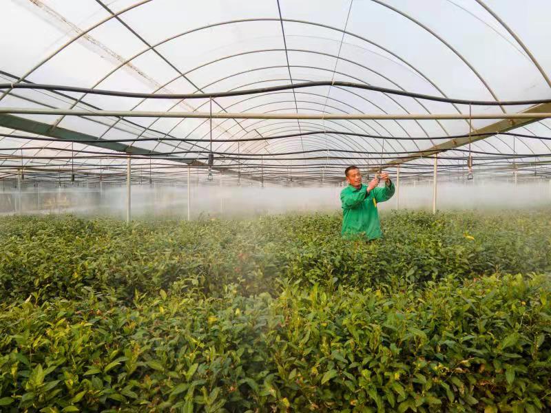 臨沭縣春山茶園里茶農(nóng)在調(diào)試噴灌設(shè)備給茶樹噴水