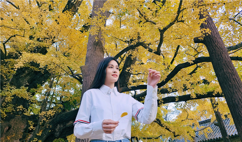 山東日照莒縣四千年銀杏樹迎來最佳觀賞期。丁敏航攝