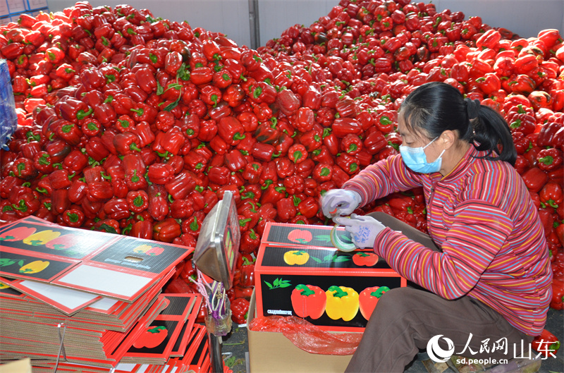 彩椒裝箱。人民網(wǎng) 喬姝攝