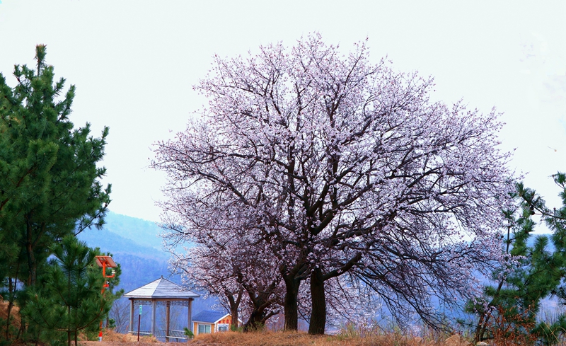 山東日照于家崮子村房前屋后，坡底山邊，繁花滿枝。劉玉平攝