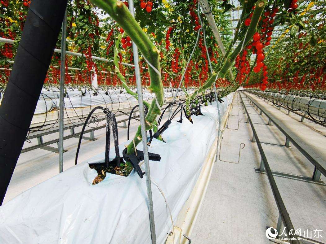 利用水肥一體化種植的西紅柿。人民網(wǎng)記者 栗翹楚攝