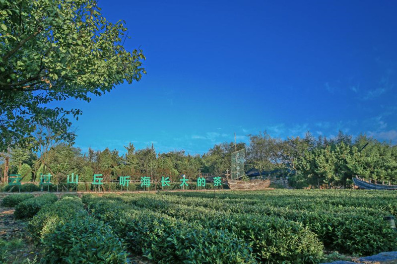 云過(guò)山丘茶園。張浩攝