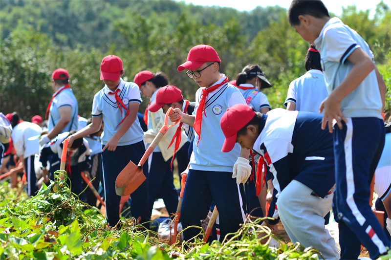 2024年9月29日，在山東青島宜陽路小學(xué)開展的“田間課堂”豐收實踐活動上，學(xué)生們在田地里采收紅薯。王海濱攝