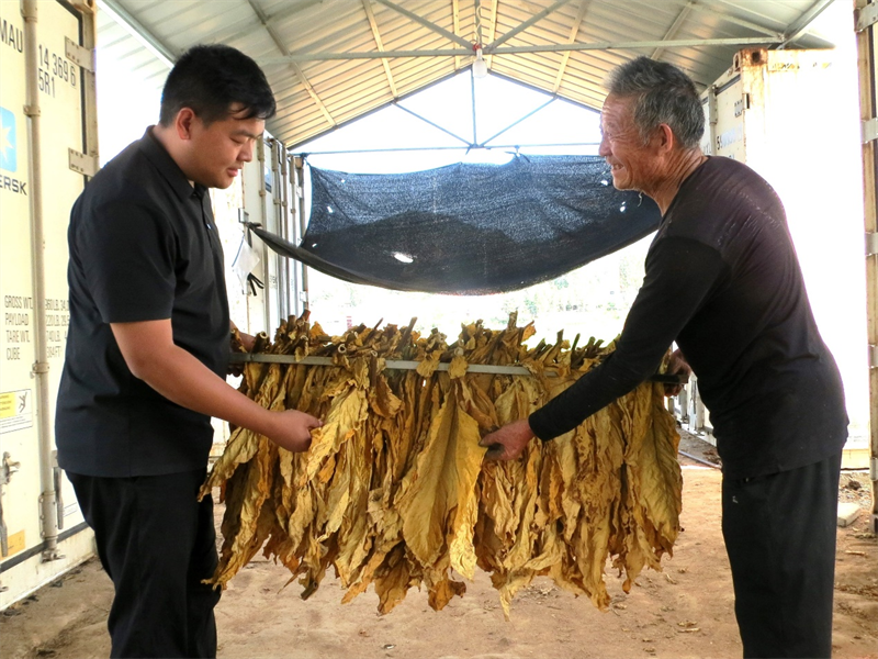 圖為技術員和煙農(nóng)查看黃煙烘烤情況