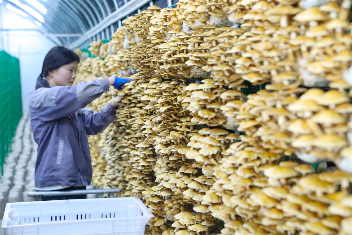 10月17日，在萊西市院上鎮(zhèn)，山東艾澤福吉生物科技有限公司的工人在進(jìn)行收獲。（張進(jìn)剛  攝）