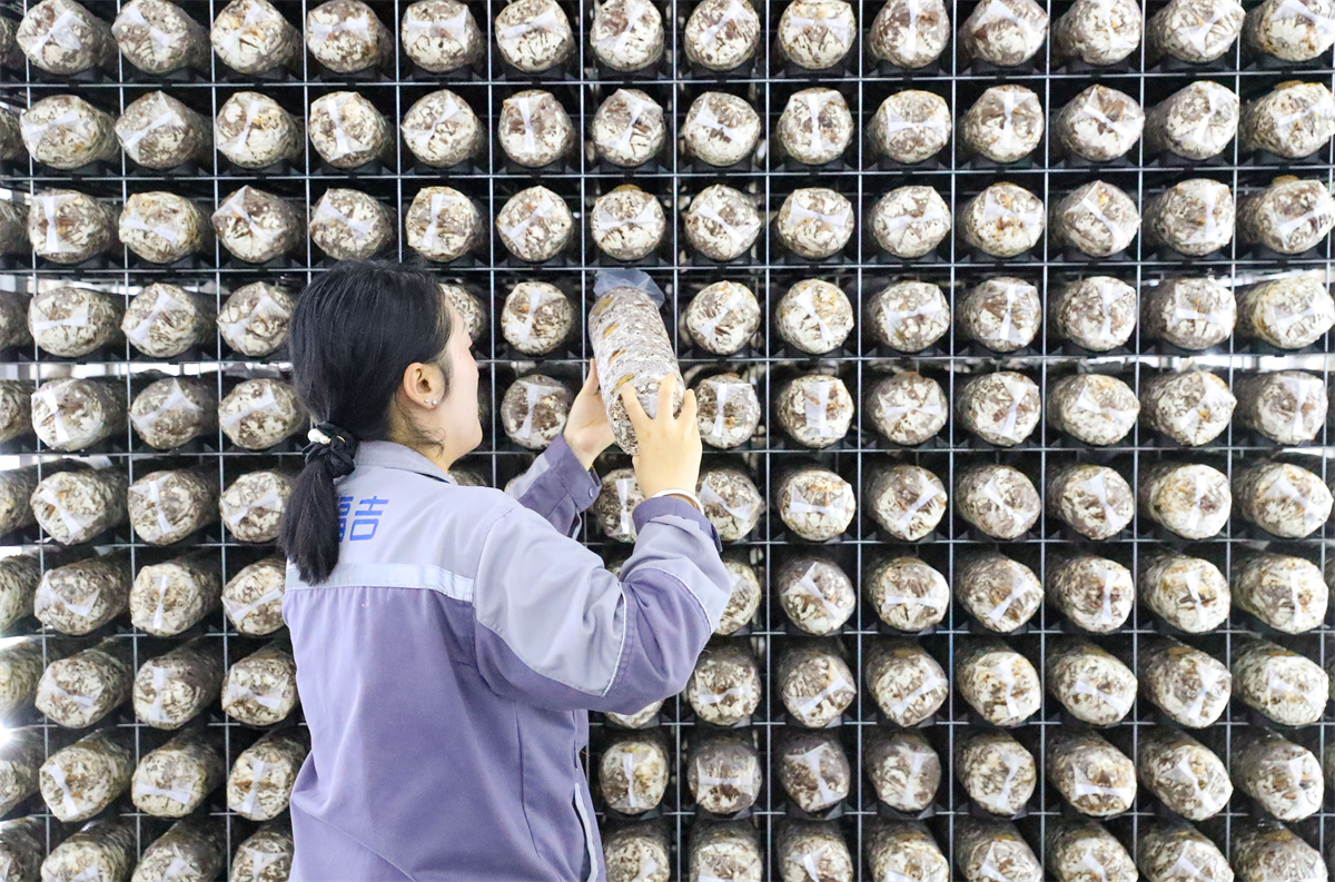 10月17日，在萊西市院上鎮(zhèn)，山東艾澤福吉生物科技有限公司的工作人員在檢查菌棒的生長狀態(tài)。（張進剛  攝）