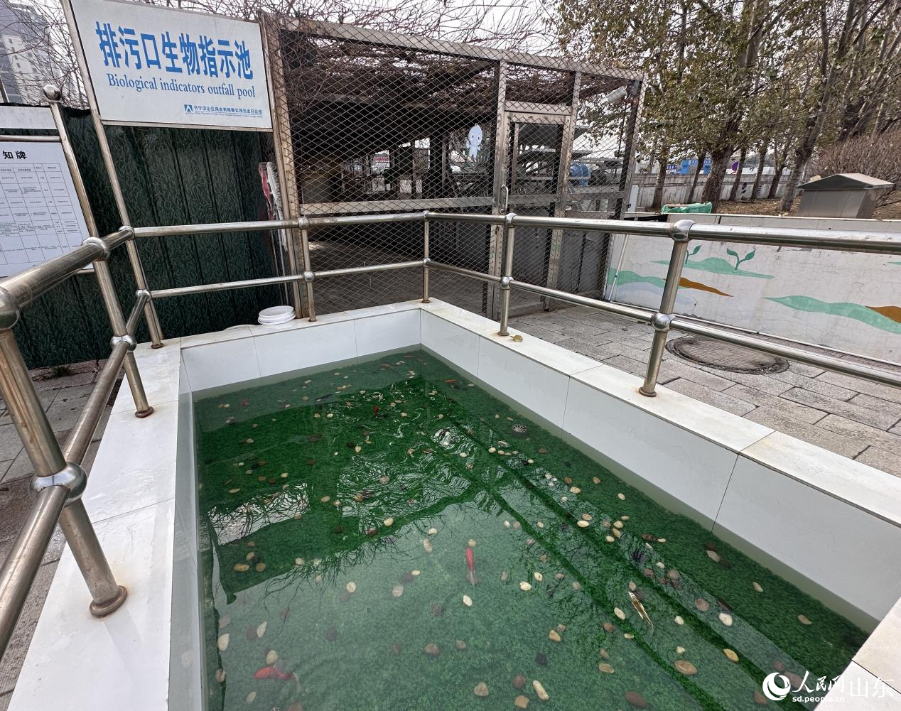 排污口生物指示池中魚兒“檢測”出水水質(zhì)。人民網(wǎng) 喬姝攝