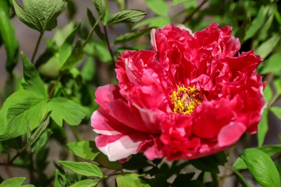 現(xiàn)場展出的菏澤牡丹。山東省駐京辦供圖