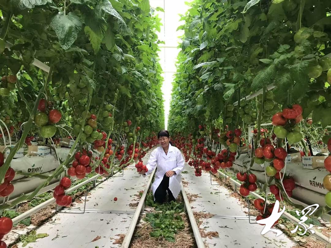 山東省農(nóng)科院蔬菜研究所二級研究員、山東省蔬菜產(chǎn)業(yè)技術(shù)體系首席專家王淑芬常年深入蔬菜生產(chǎn)一線，進(jìn)行技術(shù)指導(dǎo)和服務(wù)。