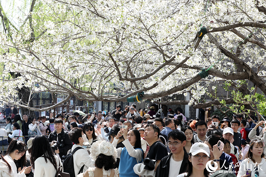 濟(jì)南五龍?zhí)豆珗@內(nèi)櫻花綻放，吸引眾多市民和游客前來(lái)打卡拍照。人民網(wǎng)記者 劉祺攝