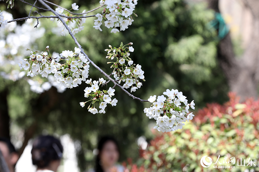 春日暖陽(yáng)下，雪白的櫻花在風(fēng)中搖曳。人民網(wǎng)記者 劉祺攝