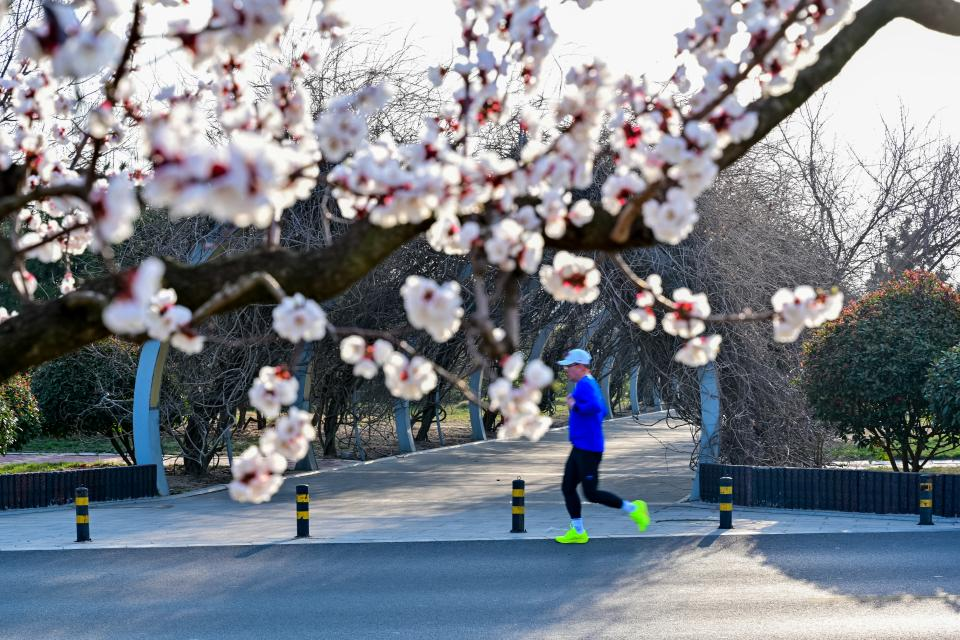 晨跑的市民暢快地穿梭于花香之中。 邵淼 攝
