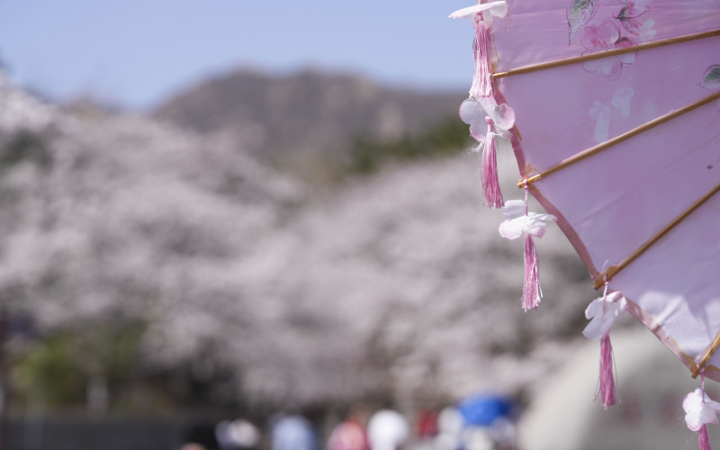 山東省鄒平市西董街道櫻花山櫻花節(jié)上，游客經(jīng)過“櫻花傘”攤位進(jìn)山賞花。