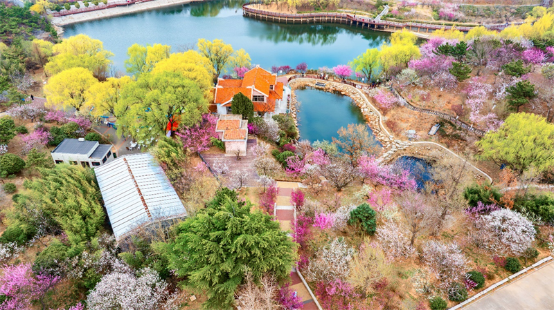 3月27日，青島梅園迎來“盛花期”，景區(qū)內(nèi)梅花綻放，吸引大量游客游玩。景區(qū)累計入園人數(shù)突破10萬人次。