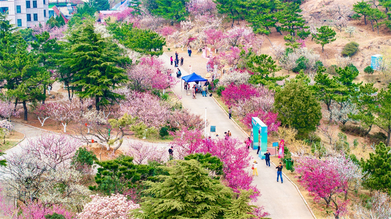 3月27日，青島梅園迎來“盛花期”，景區(qū)內(nèi)梅花綻放，吸引大量游客游玩。景區(qū)累計入園人數(shù)突破10萬人次。