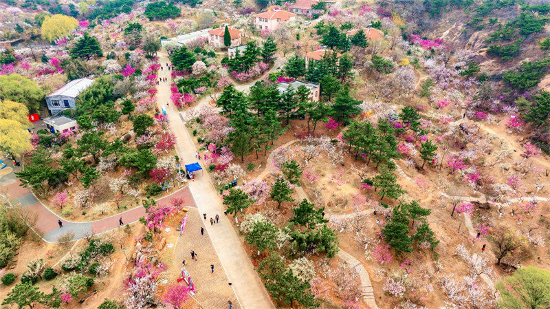 3月27日，青島梅園迎來“盛花期”，景區(qū)內(nèi)梅花綻放，吸引大量游客游玩。景區(qū)累計入園人數(shù)突破10萬人次。