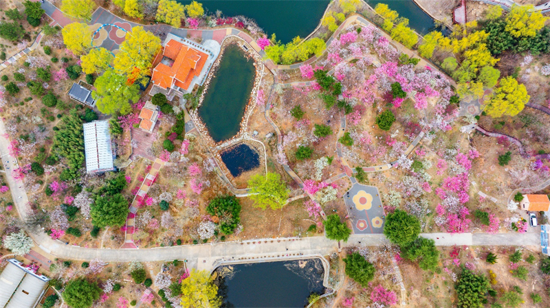 3月27日，青島梅園迎來“盛花期”，景區(qū)內(nèi)梅花綻放，吸引大量游客游玩。景區(qū)累計入園人數(shù)突破10萬人次。