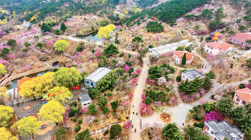 3月27日，青島梅園迎來“盛花期”，景區(qū)內(nèi)梅花綻放，吸引大量游客游玩。景區(qū)累計入園人數(shù)突破10萬人次。