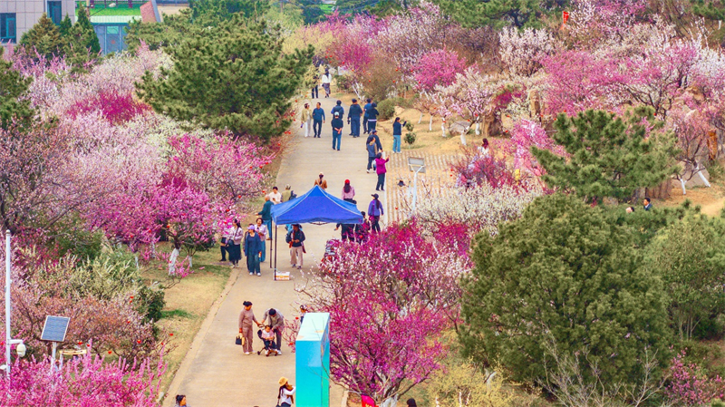3月27日，青島梅園迎來“盛花期”，景區(qū)內(nèi)梅花綻放，吸引大量游客游玩。景區(qū)累計入園人數(shù)突破10萬人次。