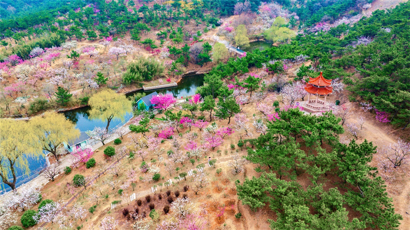3月27日，青島梅園迎來“盛花期”，景區(qū)內(nèi)梅花綻放，吸引大量游客游玩。景區(qū)累計入園人數(shù)突破10萬人次。