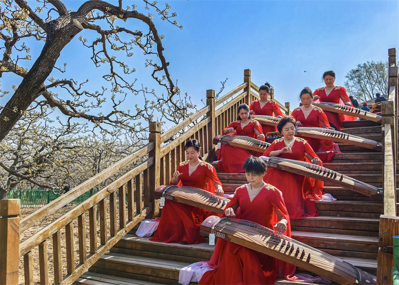 2025年4月1日，古箏愛好者在山東省樂陵市大孫鄉(xiāng)生態(tài)梨園進行古箏展演。