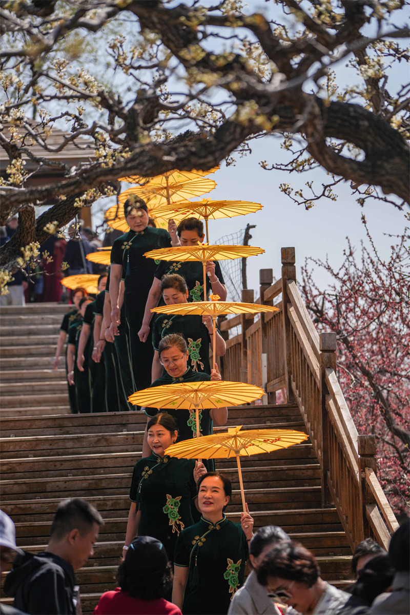 2025年4月1日，旗袍愛好者在山東省樂陵市大孫鄉(xiāng)生態(tài)梨園進行旗袍走秀展演。