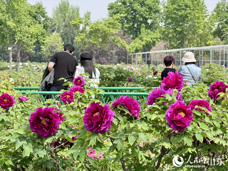 游客穿梭于花海間。人民網(wǎng) 鄭昕橋攝