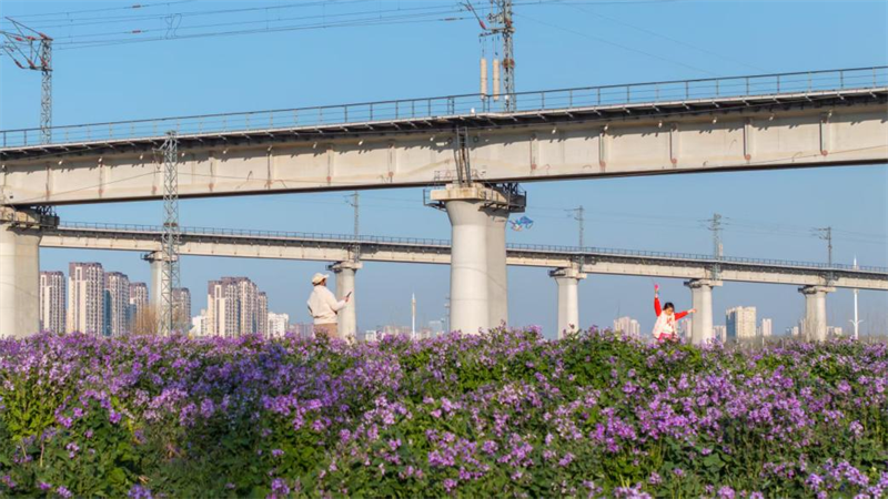 二月蘭悄然織就的錦繡云霞讓這里成為了市民放松身心，享受美景的好去處。孫順濤攝