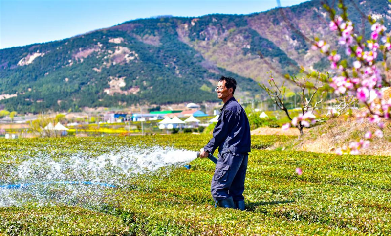 山下茶園蔥綠，茶農(nóng)正悉心澆灌。葉連俊攝