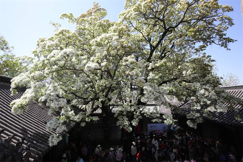 4月13日，在山東鄒城孟府景區(qū)，游客欣賞盛開(kāi)的流蘇花。