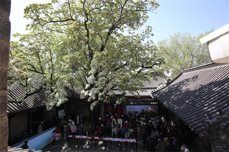 4月13日，在山東鄒城孟府景區(qū)，游客欣賞盛開(kāi)的流蘇花。