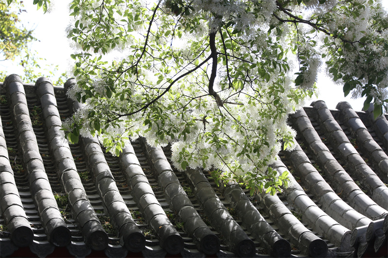 4月13日，在山東鄒城孟府景區(qū)拍攝的流蘇花。