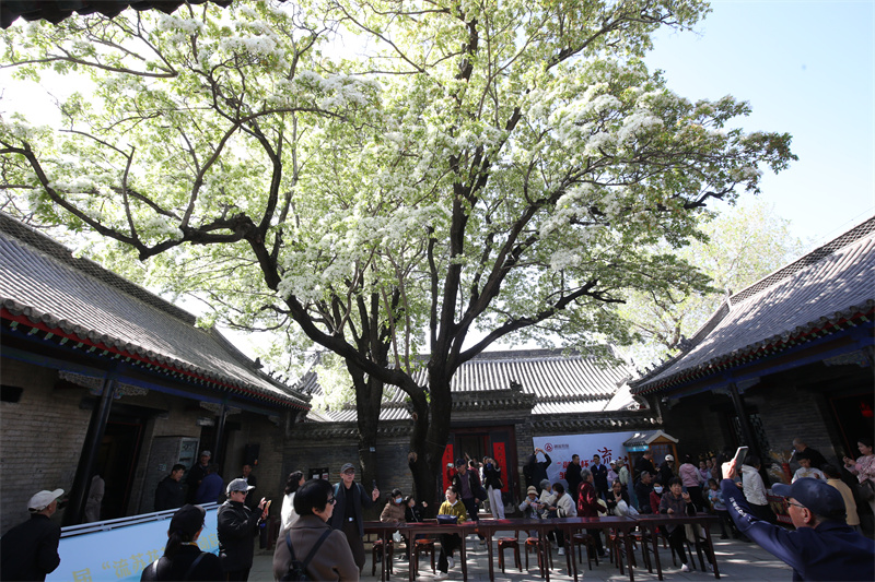 4月13日，在山東鄒城孟府景區(qū)，游客欣賞盛開(kāi)的流蘇花。