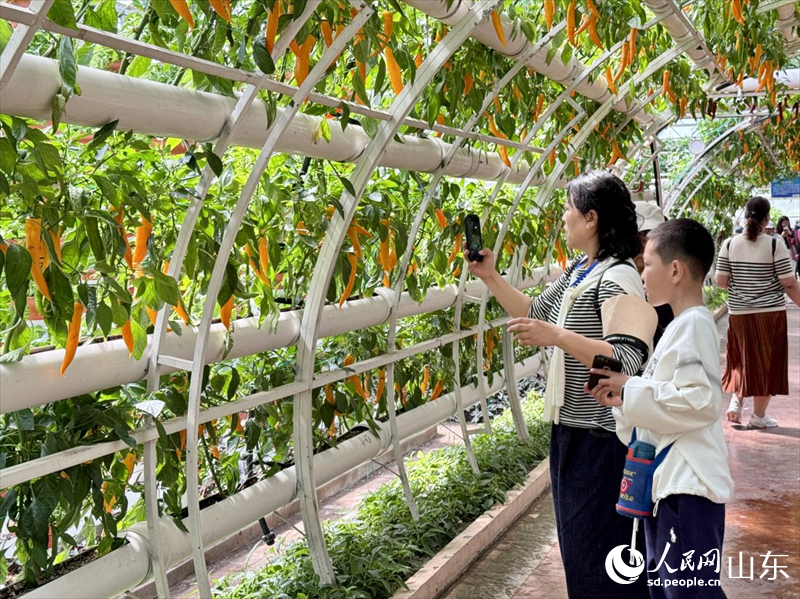 游客正在蔬菜前駐足觀賞。人民網(wǎng) 鄭昕橋攝