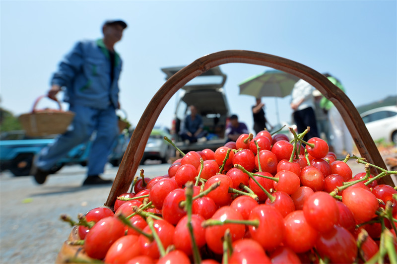 2025年5月11日，在山東省青島市城陽區(qū)夏莊街道山色峪鄉(xiāng)村振興齊魯樣板省級片區(qū)市場，村民擺放櫻桃進行銷售。