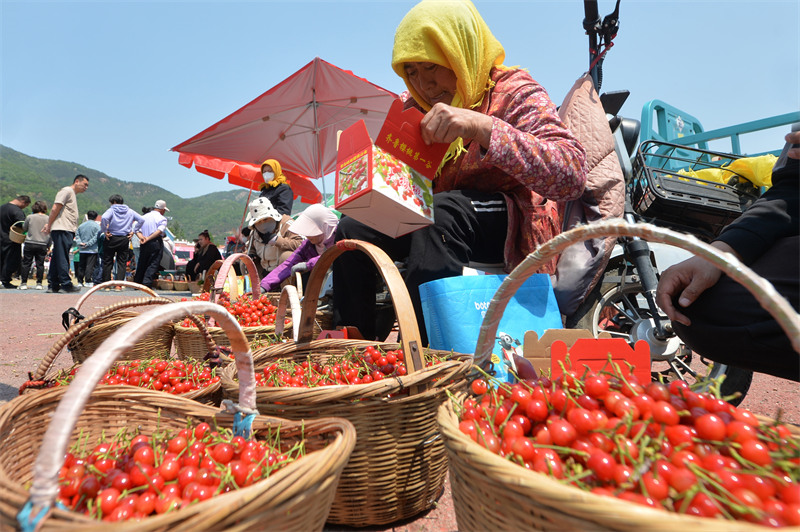 2025年5月11日，在山東省青島市城陽區(qū)夏莊街道山色峪鄉(xiāng)村振興齊魯樣板省級片區(qū)市場，村民擺放櫻桃進行銷售。