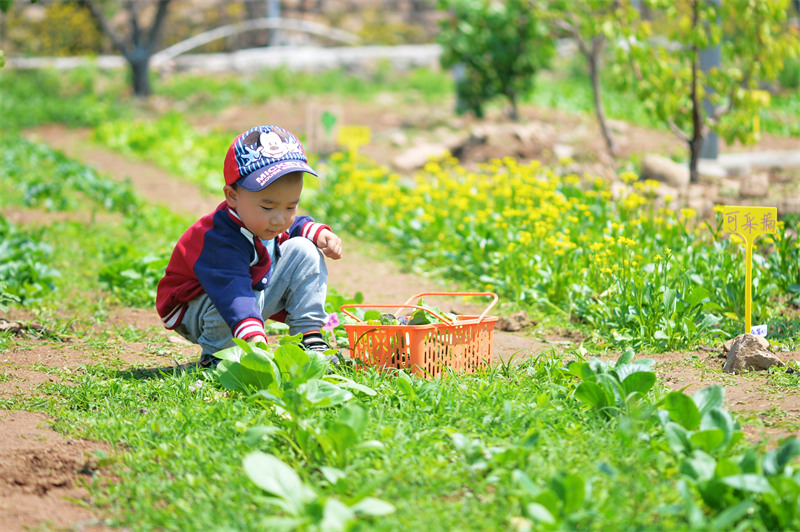 2025年5月11日，在山東省青島市城陽區(qū)夏莊街道山色峪鄉(xiāng)村振興齊魯樣板省級片區(qū)饗食農(nóng)場，小朋友在蔬菜區(qū)游玩采摘。