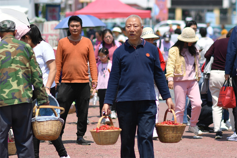 2025年5月11日，在山東省青島市城陽區(qū)夏莊街道山色峪鄉(xiāng)村振興齊魯樣板省級片區(qū)市場，村民在運送采摘的櫻桃。