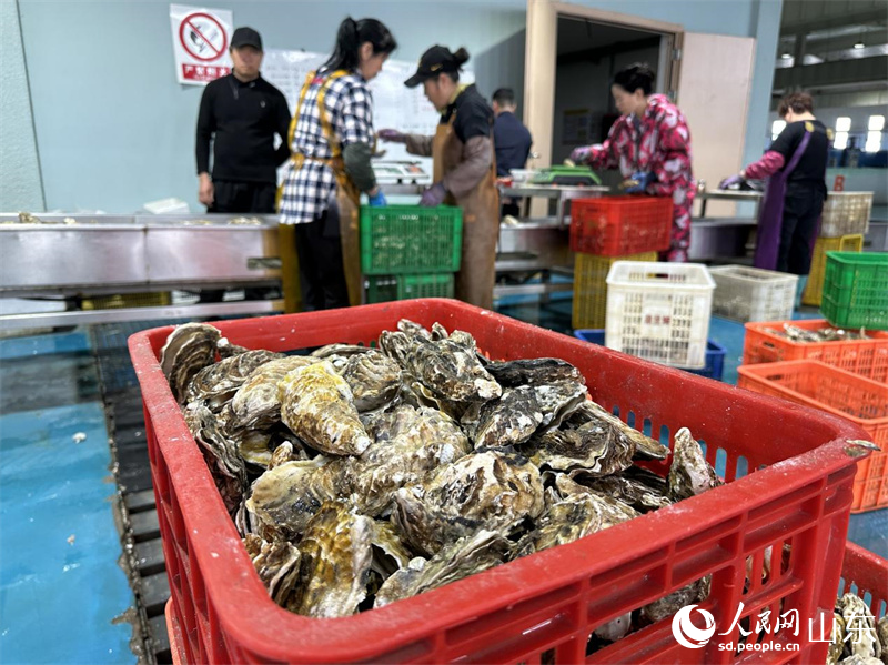 清洗好的牡蠣被裝箱，等待進(jìn)入包裝環(huán)節(jié)。人民網(wǎng) 喬姝攝