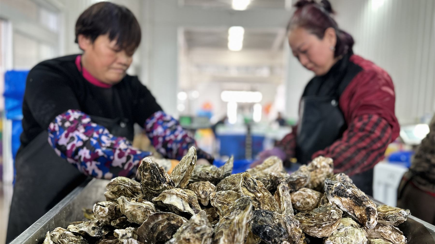 車間工人正在分揀牡蠣。人民網(wǎng) 喬姝攝