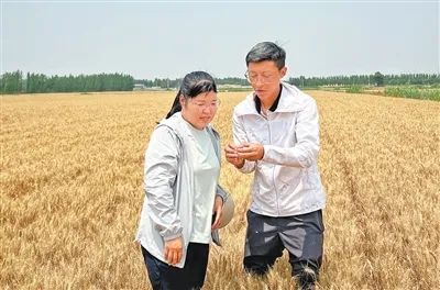 山東省農業(yè)集團東營分公司農技專家（右）在指導農戶查看小麥成熟程度。本報記者 王 者攝