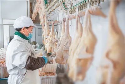 春冠食品公司的工人正在取鵝肝。