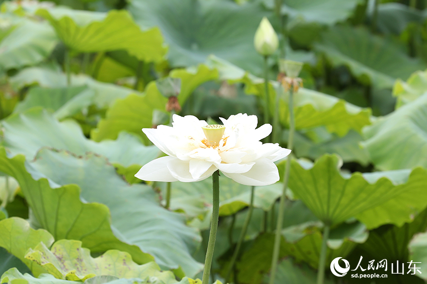 白色荷花宛如圣潔仙子，亭亭玉立于荷葉間。人民網(wǎng)記者 劉祺攝