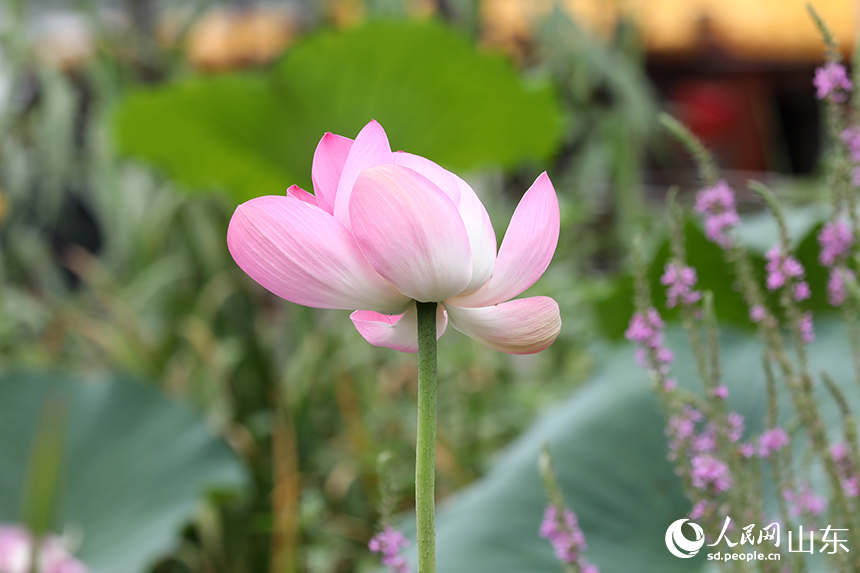 大明湖荷花灼灼盛開，似紅妝點(diǎn)點(diǎn)。人民網(wǎng)記者 劉祺攝