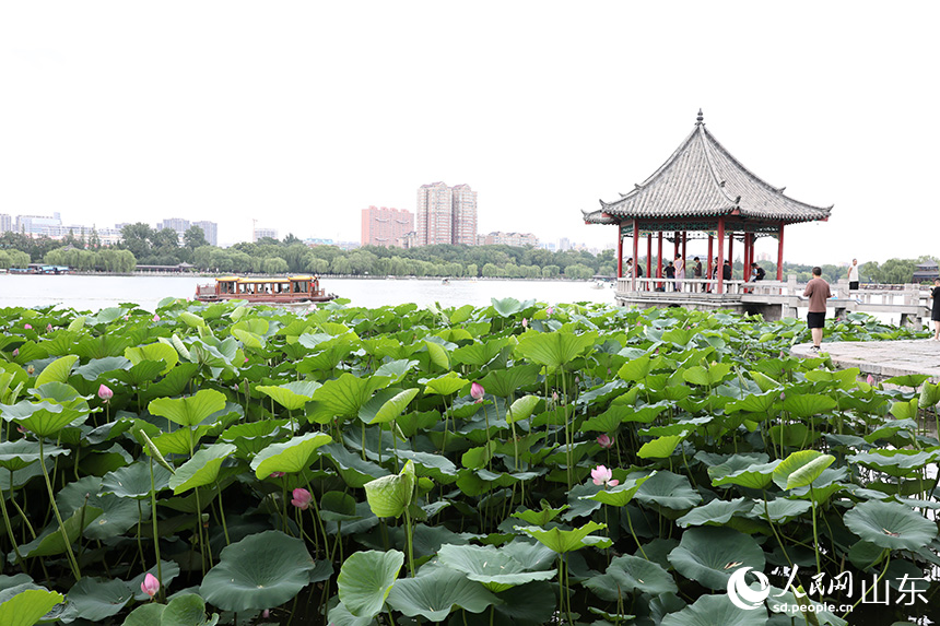 大明湖畔，嬌艷荷花在微風(fēng)中搖曳，與游船、九曲亭相映，勾勒出一幅如詩如畫的夏日景致。人民網(wǎng)記者 劉祺攝