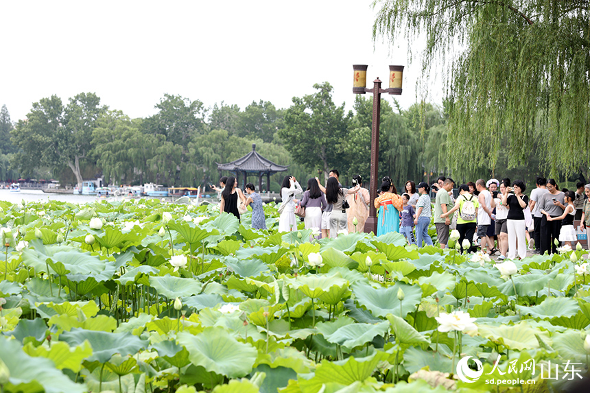大明湖景區(qū)數(shù)百畝荷花競相開放，吸引眾多游客和攝影愛好者前來觀賞打卡。人民網(wǎng)記者 劉祺攝