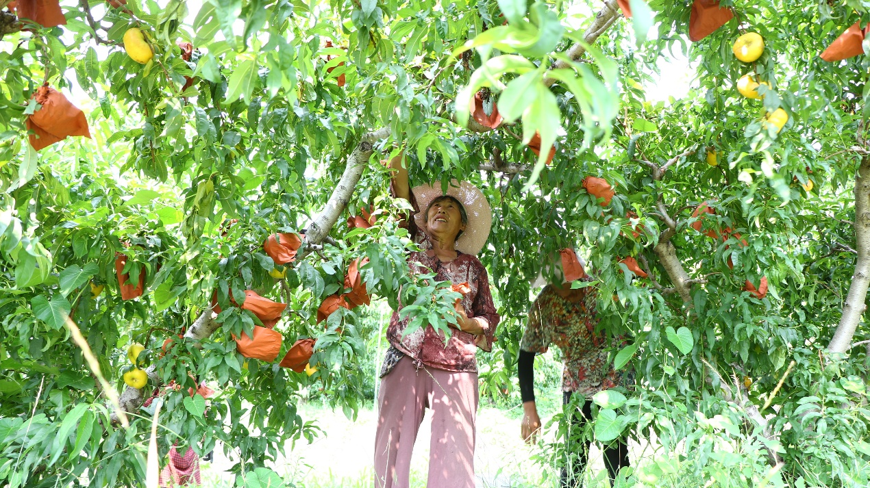 在山東沂南的蜜桃種植基地中，當(dāng)?shù)卮迕裾诓烧墒斓奶易印Ｒ誓峡h委宣傳部供圖。