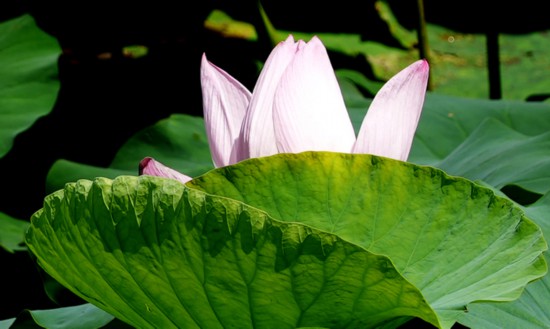 “荷”你相約！明湖賞荷正當(dāng)時(shí)