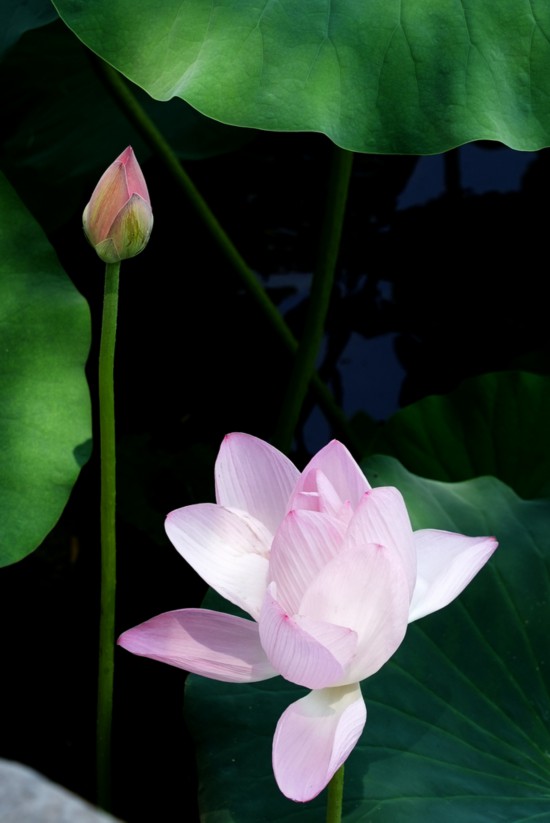 “荷”你相約！明湖賞荷正當(dāng)時(shí)