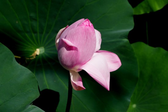 “荷”你相約！明湖賞荷正當(dāng)時(shí)